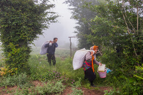 برداشت گل‌گاو‌زبان در روستای آغوزبن کندسر