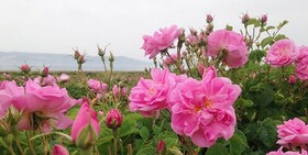 پیش‌بینی برداشت ۷۰۰ تُن گل محمدی در ملایر
