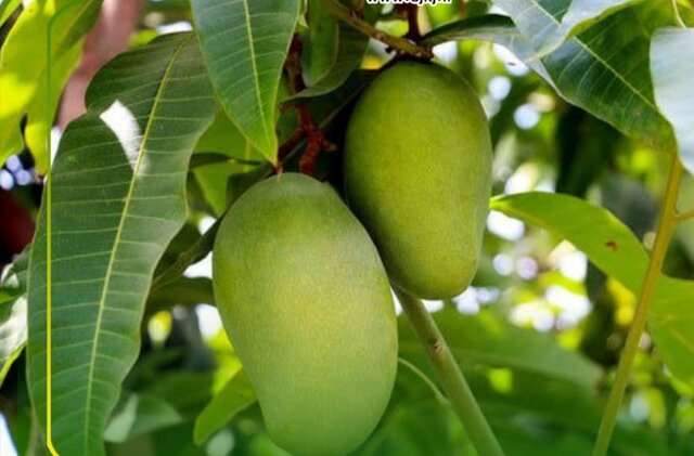 تصویر تزیینی است گلخانه میوههای استوایی در رودان احداث میشود