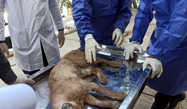 شکار یک گونه کمیاب حیات وحش