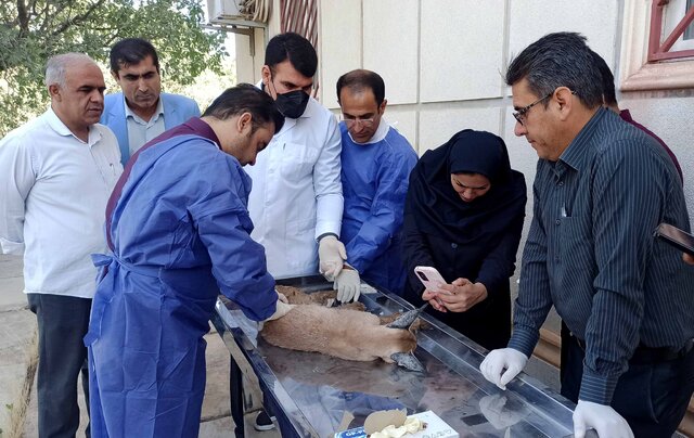 شکار یک گونه کمیاب حیات وحش