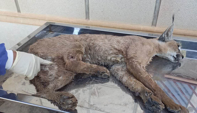 شکار یک گونه کمیاب حیات وحش در منطقه حفاظت شده «سیوک»