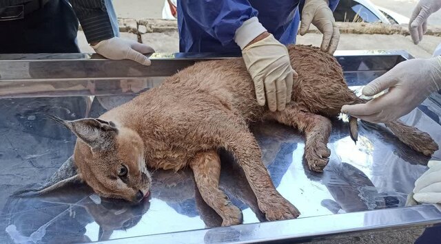 شکار یک گونه کمیاب حیات وحش در منطقه حفاظت شده «سیوک»