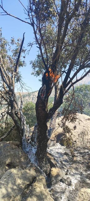 آتشسوزی در جنگلهای ارتفاعات «گر» بخش دیشموک کهگیلویه