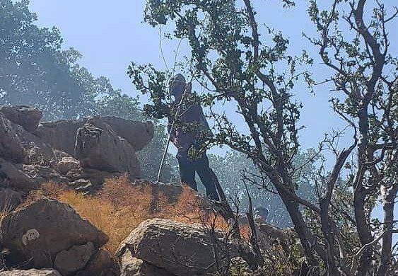 عکس خبر تزئینی است آتش سوزی جنگلها و مراتع دلی بج بویراحمد مهار شد