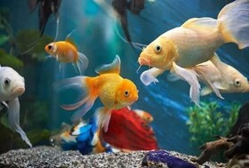 تعاونی روستایی ماهیان زینتی در فارس تشکیل شد