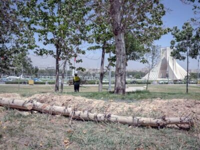 درخت قطع شده در میدان آزادی خشک بود/ قصور منابع طبیعی در خشکی درختان چیتگر و سرخه‌حصار 