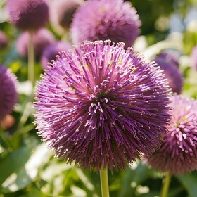 تبارزایی، جغرافیای گیاهی و تکامل صفات مورفولوژیکی زیرجنس والکیان از جنس آلیوم بررسی شد