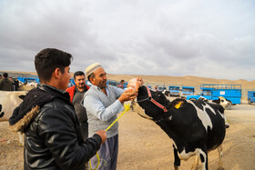 عید قربان و بازار داغ دام در خراسان شمالی