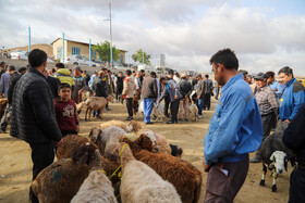 عید قربان و بازار داغ دام در خراسان شمالی