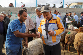 عید قربان و بازار داغ دام در خراسان شمالی