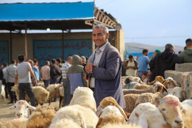 عید قربان و بازار داغ دام در خراسان شمالی
