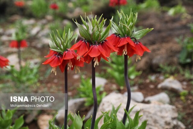 لاله واژگون؛ از زیبایی محض تا سراشیبی انقراض لاله واژگون؛ از زیبایی محض تا سراشیبی انقراض