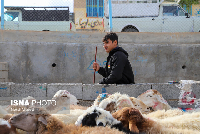 عکس آرشیوی است. هشدار وزارت بهداشت درباره ذبح غیر بهداشتی دام در عید قربان