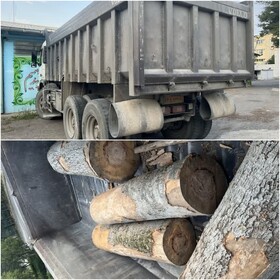 کشف ۴ اصله گرده بینه جنگلی در اردبیل