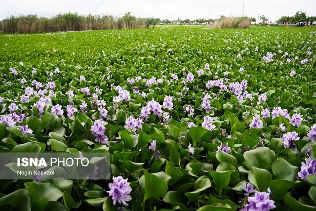 بلاتکلیفی پیمانکار برای پاکسازی آببندان آغوزبن بابل از سنبل آبی