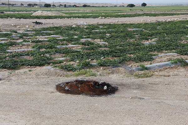 تجاوز به محوطۀ ۳۰۰۰ سالۀ «جوبَجی»