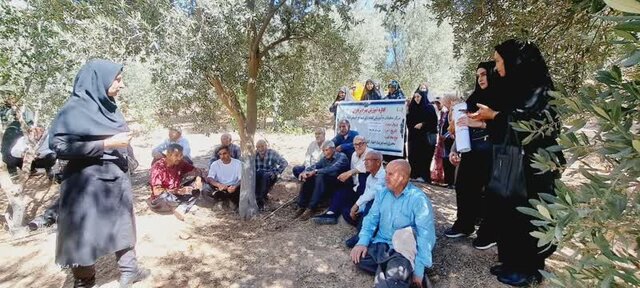 تغذیه نامناسب دلیل عملکرد کم باغات زیتون ایلام