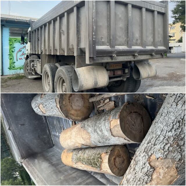 کشف ۴ اصله گرده بینه جنگلی در اردبیل