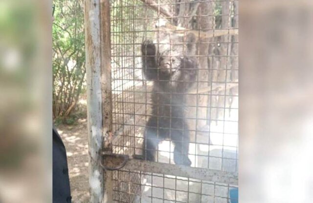 جستجوها برای یافتن توله خرس گمشده ادامه دارد جستجوها برای یافتن توله خرس گمشده ادامه دارد