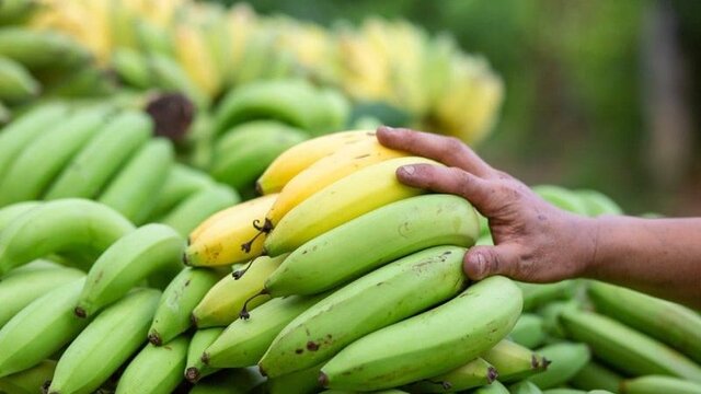۱۶ میلیارد تومان جریمه برای قاچاق موز