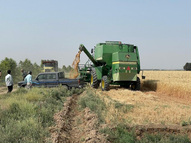 برداشت گندم از ۶۰ درصد مزارع ورامین/ کاهش عملکرد بهدلیل گرمای زودرس و کمبود بارندگی برداشت گندم از ۶۰ درصد مزارع ورامین/ کاهش عملکرد بهدلیل گرمای زودرس و کمبود بارندگی