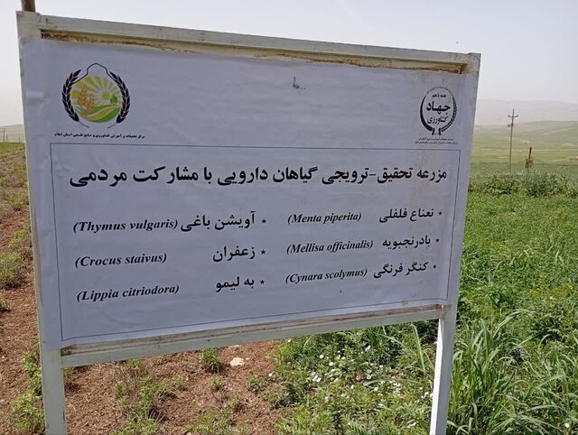 تجربههای تحقیقاتی ایلام؛ برای افزایش تولید و مقابله با بحرانهای اقلیمی تجربههای تحقیقاتی ایلام؛ برای افزایش تولید و مقابله با بحرانهای اقلیمی