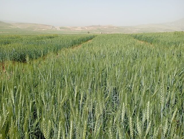 تجربههای تحقیقاتی ایلام؛برای افزایش تولید و مقابله با بحرانهای اقلیمی