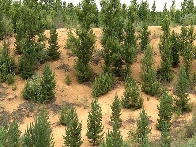 ایجاد ۱۲۰ هزار هکتار جنگل دست کاشت در آران‌وبیدگل
