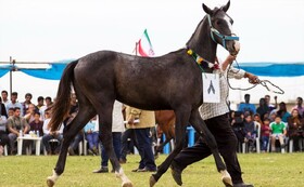 برگزاری پنجمین جشنواره اسب اصیل ترکمن در میغان