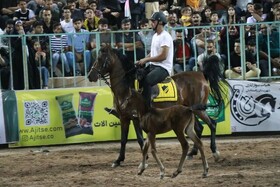 جزئیات شو سواره اسب در رفسنجان اعلام شد