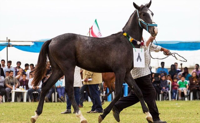 برگزاری پنجمین جشنواره اسب اصیل ترکمن در میغان