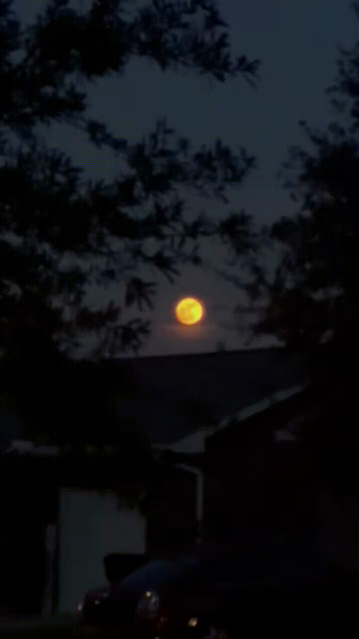 آلبوم تصاویر ماه صورتی ژوئن از نگاه کاربران پلتفرم ایکس