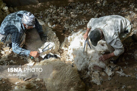 دامداران ایرانی پشم گوسفندان را آتش می‌زنند