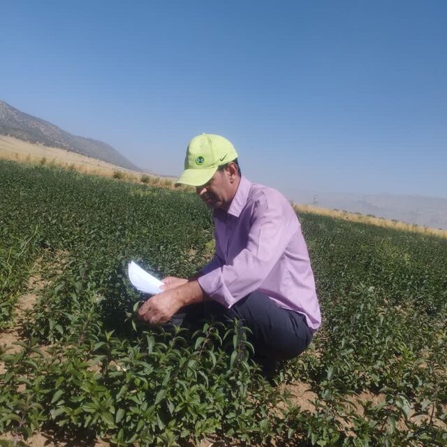 برداشت گیاه دارویی نعناع فلفلی در آسمانآباد چرداول