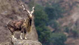 گونه‌های نادر خراسان جنوبی زیر تیغ خشکسالی و تهدید انسانی