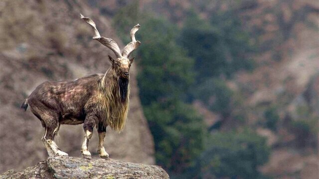 گونه‌های نادر خراسان جنوبی زیر تیغ خشکسالی و تهدید انسانی