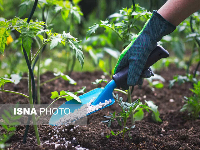 عکس تزئینی است تأمین و توزیع هدفمند بیش از ۳۱ هزار و ۵۰۰ تن کود اوره در زنجان