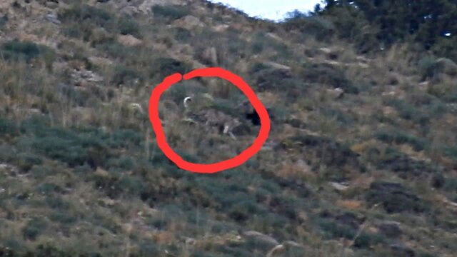 مشاهده یک قلاده پلنگ در  استان البرز