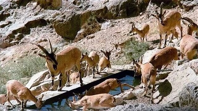آبرسانی به حیات وحش و پایش مستمر پارک ملی ۷۰ قله