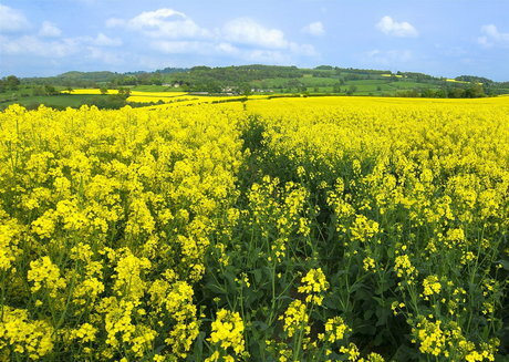 عکس تزئینی است برداشت حدود ۳۰۰ تن کلزا در ورامین