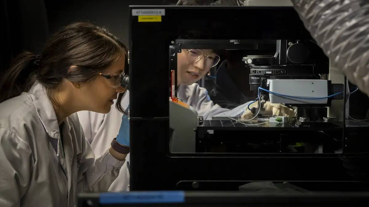 دانشمندان بافت قلب را دوباره جوان کردند!