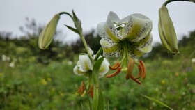 سوسن چلچراغ؛ گونه نادر گیاهی جهان در اردبیل