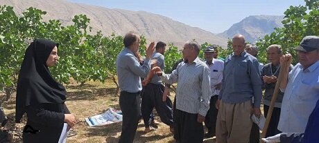 روشهای نوین هرس درختان میوه هستهدار در ایلام