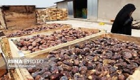سراوان قطب نوظهور خرمای ایران
