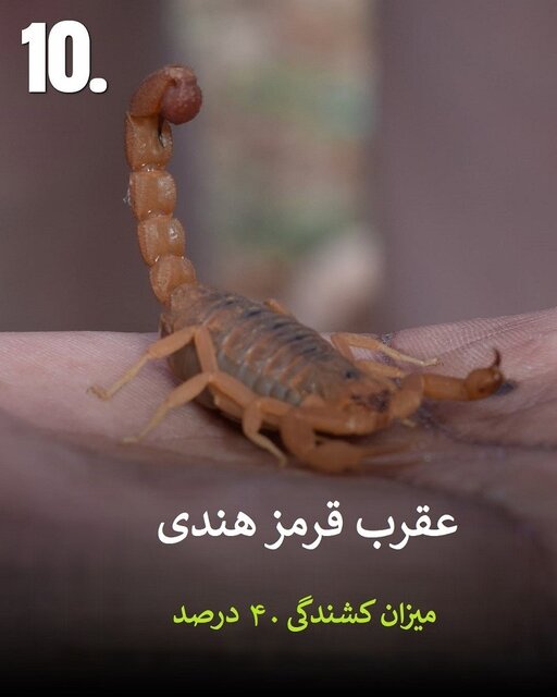 به این حیوانات سمی هیچوقت نزدیک نشود