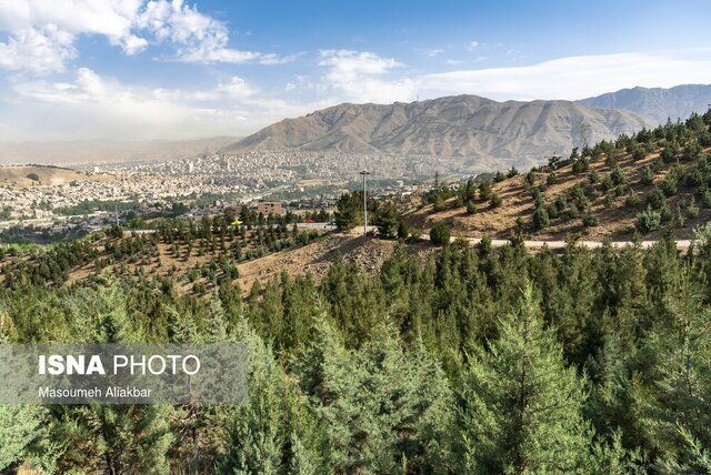 البرز ۱۱ هزار هکتار جنگل دست‌کاشت دارد
