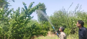 مانور مبارزه با مگس میوه مدیترانه‌ای در رفسنجان برگزار شد