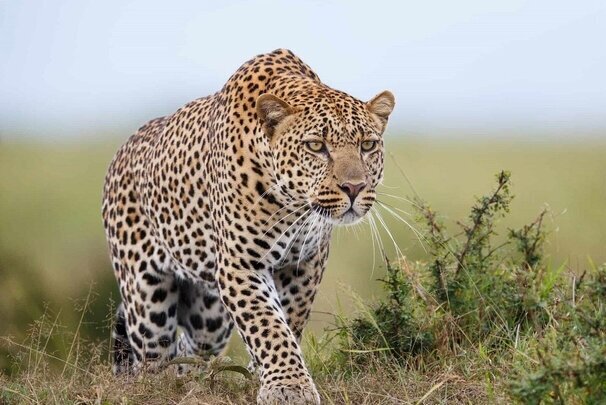 عکس تزئینی ست تصویربرداری از پلنگ ایرانی در پارک ملی توران شاهرود + فیلم