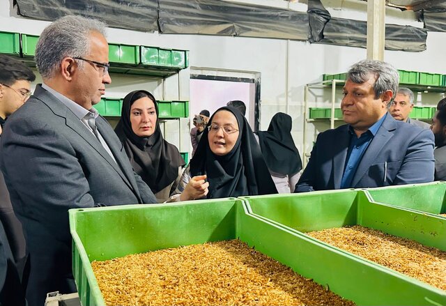 سیستان و بلوچستان به قطب تولید پروتئین حشره‌ای کشور تبدیل می‌شود